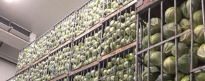 Chilling and freezing systems for fruit and vegetable